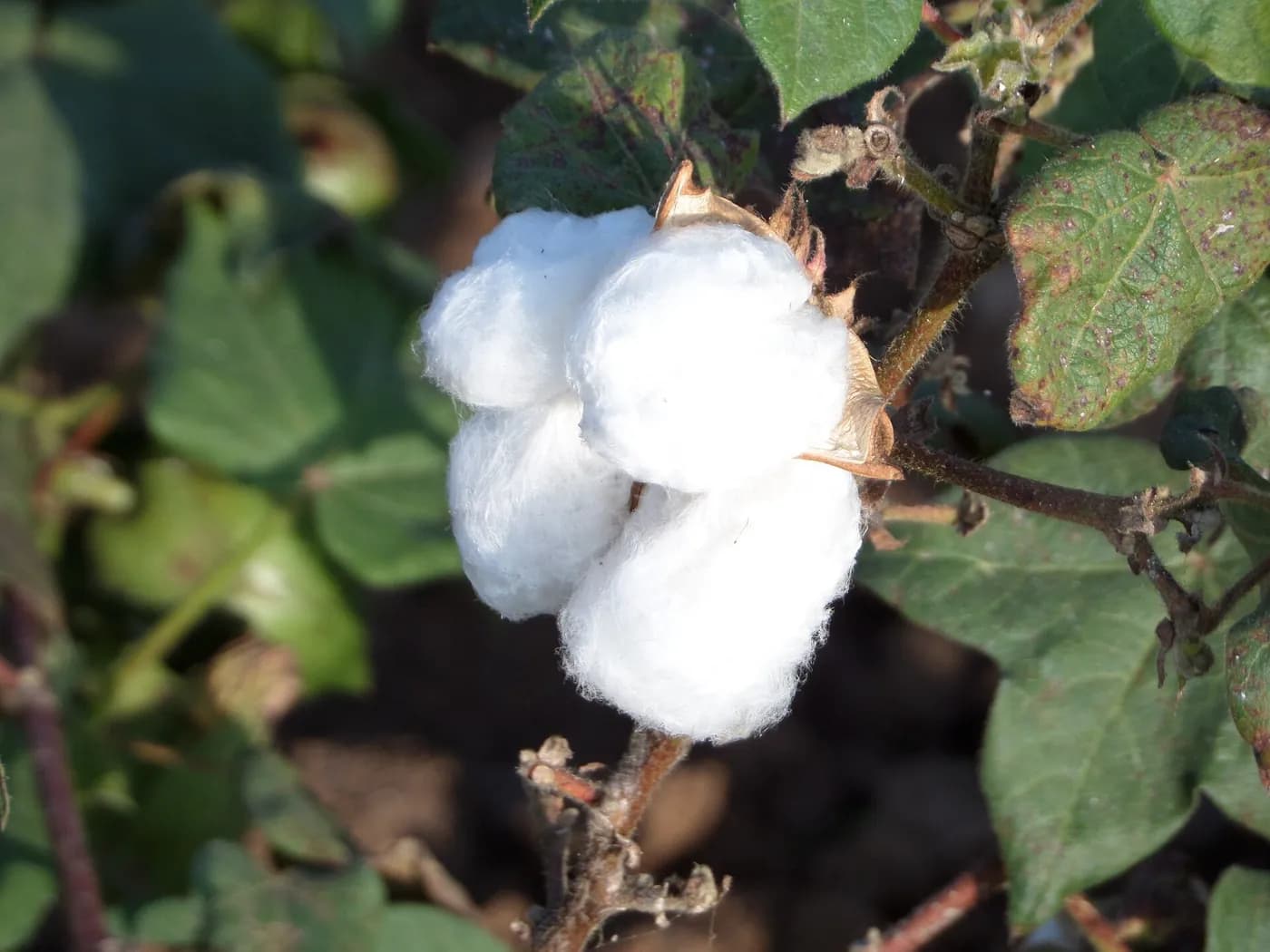 Breathable cotton